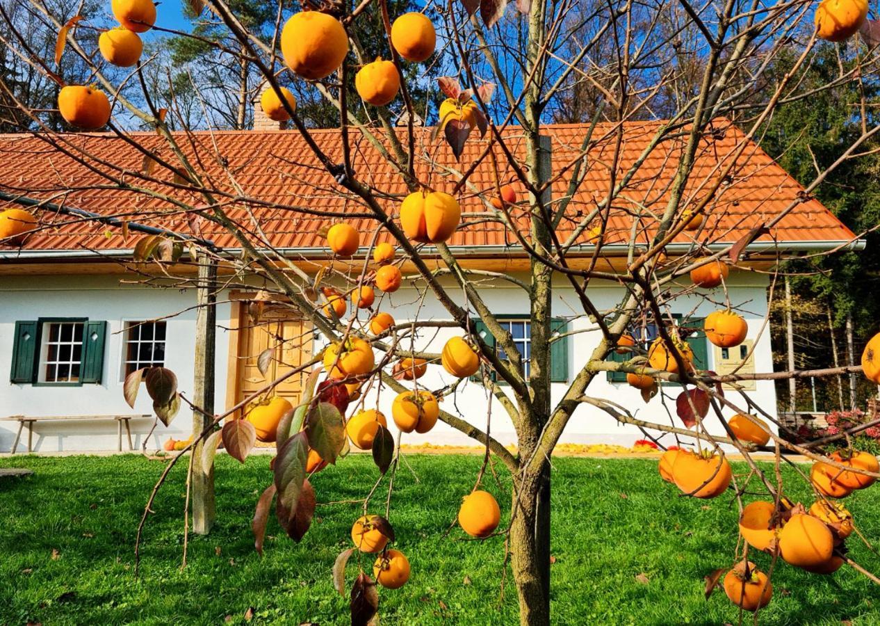 Turisticna Kmetija Hisa Ob Gozdu Pri Ptuju 빌라 외부 사진